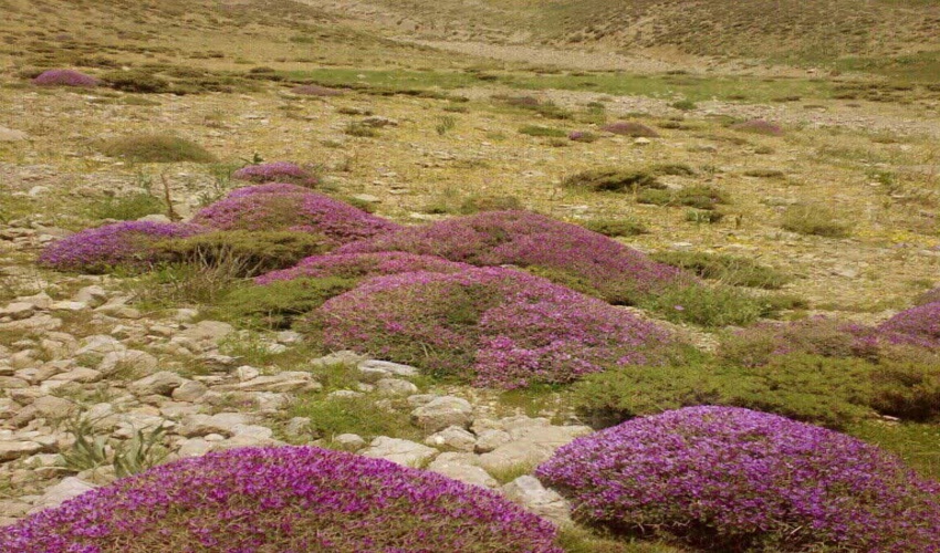به "گوَن" احترام بگذاریم