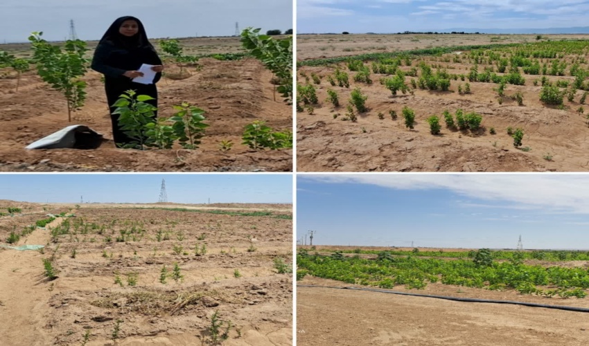 بازدید از نهال های در دست تولید مجتمع فولاد کویر