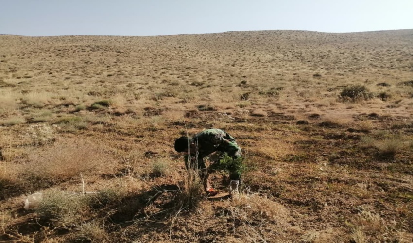 کاشت نهال هم مانع از اجرای قانون نشد!