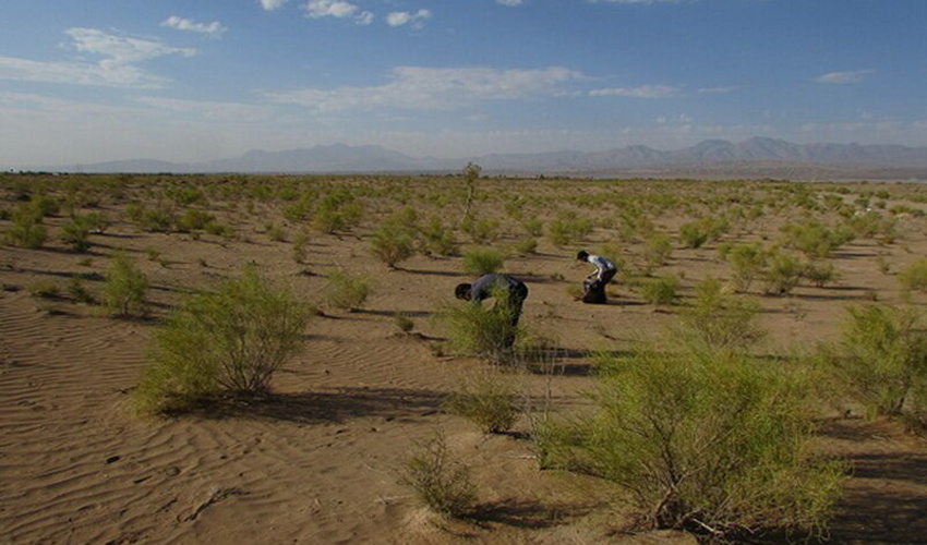 نزدیک به یک سوم از عرصه های بیابانی شهرستان آران و بیدگل جنگل کاری شده است