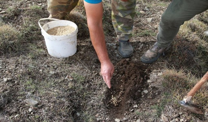 احیا و اصلاح مراتع به ۵۰۰ تن بذر در سال نیاز دارد