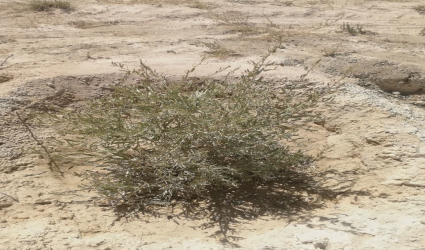 موفقیت گلپایگان در اجرای طرح بیابان زدائی