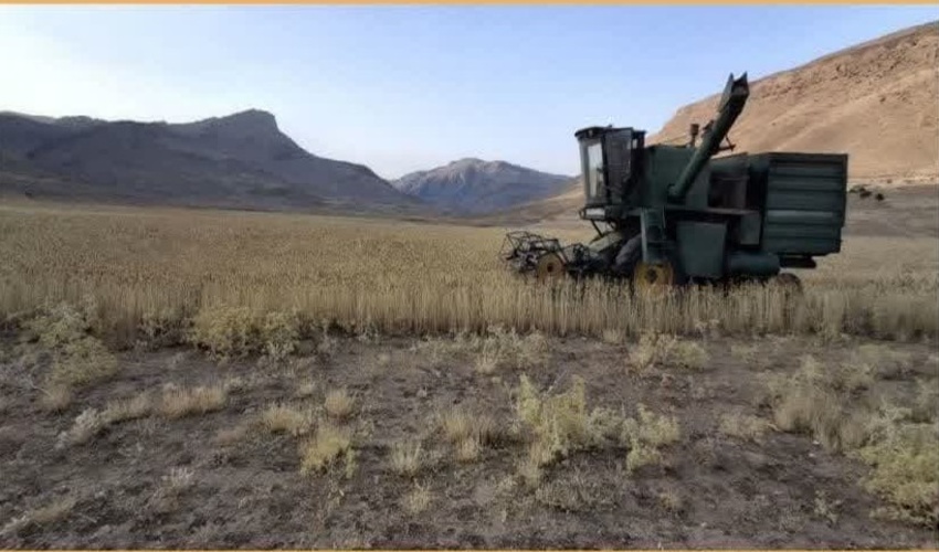 متخلفان از گندم سمیرم در اراضی ملی بهره ای نبردند