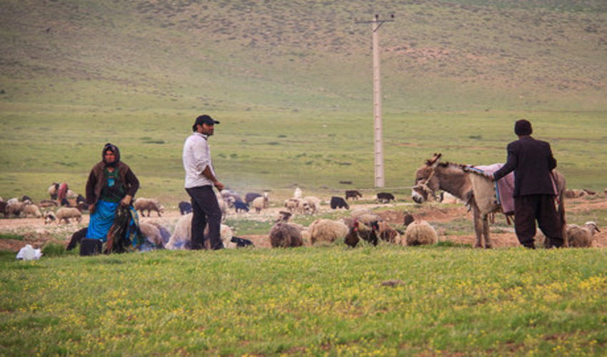 لزوم رعایت تقویم کوچ 1403 توسط دامداران و عشایر استان