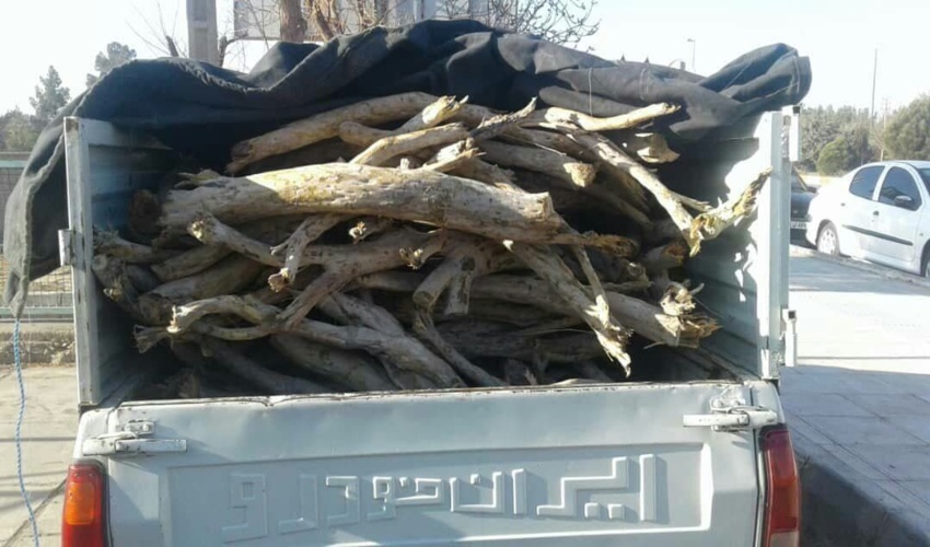 دستگیری قاچاقچی تاغ‌زارهای ابوزیدآباد