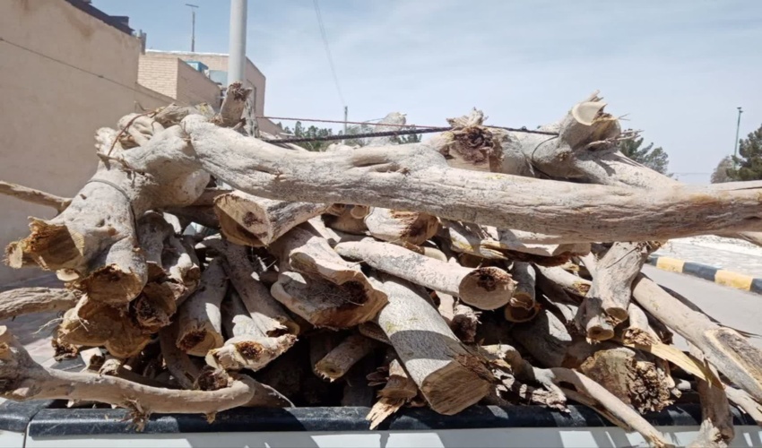 دستگیری ۲ متخلف قاچاق چوب تاغ در هرند