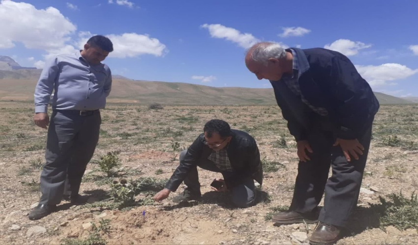 بازدید میدانی رئیس اداره جنگلداری و جنگل کاری اداره کل منابع طبیعی و آبخیزداری استان از طرح‌های جنگل‌کاری و نهالستان‌های سمیرم