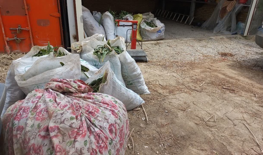 توقیف خودروهای حامل گیاه مرتعی برگ موسیر ومعرفی متخلفین به اداره تعزیرات حکومتی