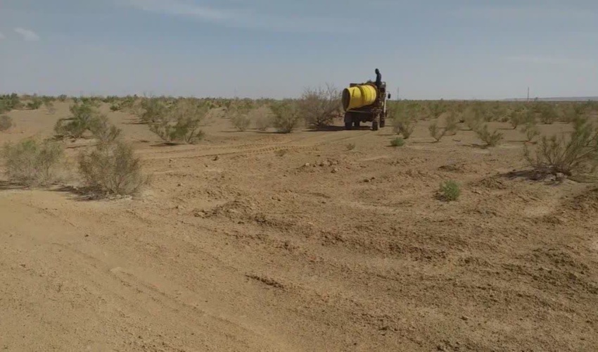 آلودگی ۶۰۰ هکتار از مراتع آران و بیدگل به آفت ملخ کوهاندار