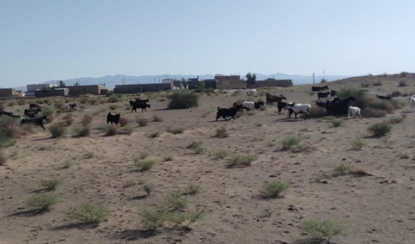 پایش سحرگاهی مراتع و کشف تخلف؛ برخورد قاطع با متخلفان چرای غیرمجاز دام